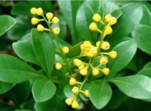 米仔兰风水，金鸡啄米风水宝地图片，如何判断其风水价值？