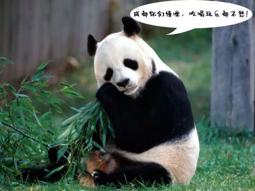 a. 熊猫馆 —— “萌萌哒”与排队长江相伴