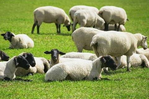 1979年属羊女性2026年农历三月运势如何？