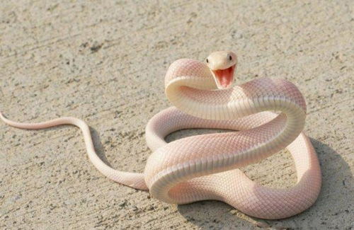 孕期为什么会梦见蛇？怀孕期间梦到蛇究竟预示着什么？