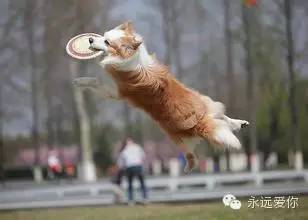 属猴的人养狗需要注意什么，有哪些禁忌？