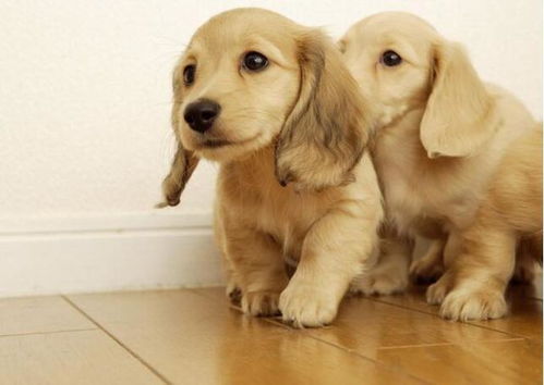 2002年和2006年属狗的人，在2026年的运势有何不同？