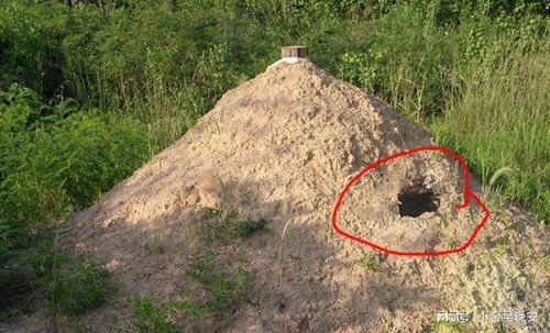 4. 水沟与大树的物理侵蚀与遮蔽