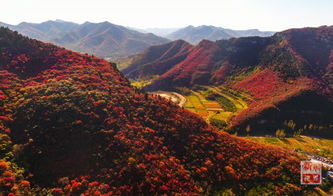 齐盛湖公园:菊花展来咯