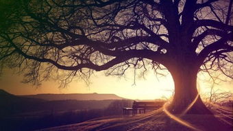 第二章：生肖性格与命运抗争：逆境中的心理图景