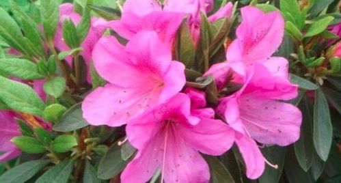 杜鹃啼血是什么生肖？打一生肖是哪个生肖？