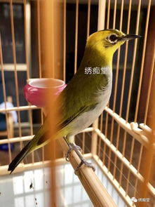 新手养鸟必备哪些灵鸟叼签训练工具？