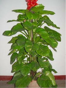 植物茂盛=风水好？