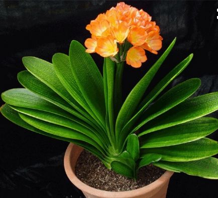 君子兰：仕途晋升与贵人运气的强力助推