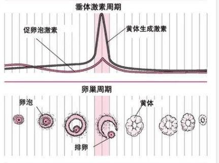 3. 中医调理：顺应天然之道