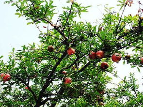 1. 阳光充足对果实品质的促进作用