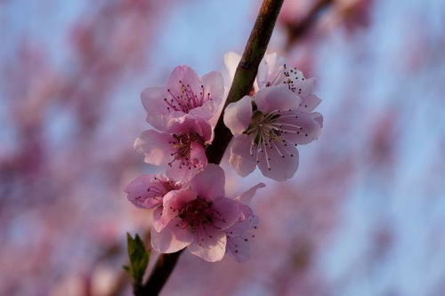 2026年属兔的人会有桃花运吗？