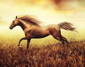 2026年属马的人最吉利的旺财名字大全具体含义是什么？