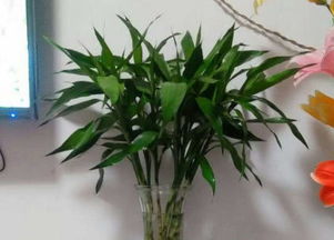 1.1 绿色植物与生气之关联性阐释