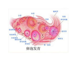 前言：备孕路上， 卵泡监测的迷雾