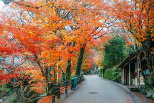 京者阝——古韵满满让人瞬间穿越回古代！！！」