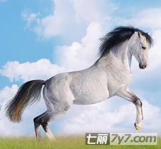 属马女生有哪些性格缺点或弱点？