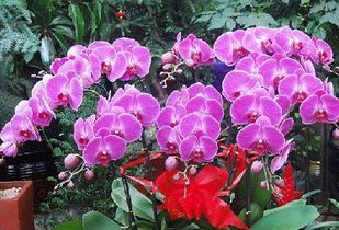 蝴蝶兰在风水上摆放是否吉利，花店蝴蝶兰价格贵不贵？