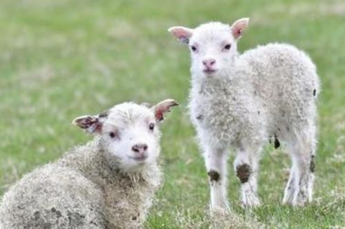 属羊女和属猪男结婚后财运如何，姻缘关系怎样？