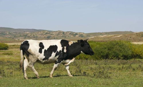 1985年属牛的男士在2026年全年运势如何，每月运气怎样？