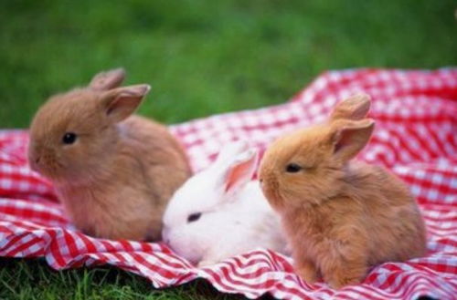 2026年属兔的人届时会是多少岁？