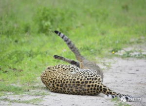 2026年1月属蛇黄道吉日有哪些？属蛇1月财运如何？