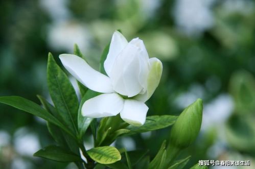 栀子花：那些说不清道不明的玄学破事