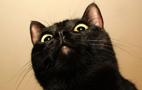 一、 古代典籍与黑猫符号学的渊源