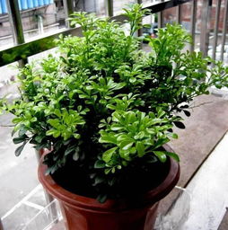 米兰花风水摆放，卧室必备的米兰花盆栽应该怎么放置？