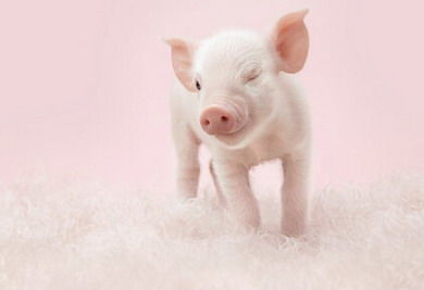 1988年出生的人38岁属什么生肖？