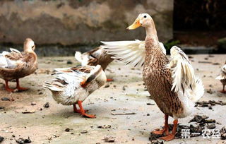 屋后养鸭的风水影响有哪些？