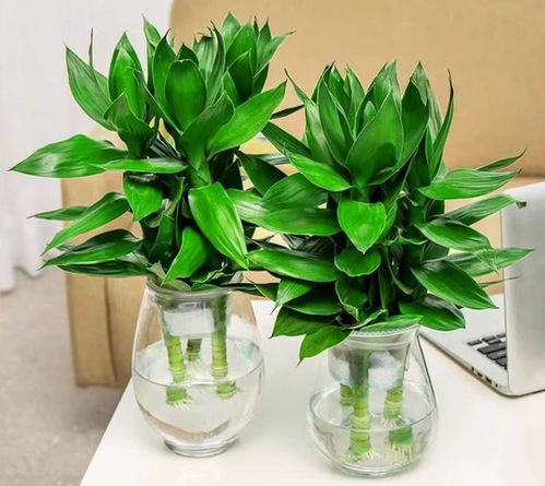 三棵竹子的寓意是什么？观音竹养三支分别代表什么深层含义？