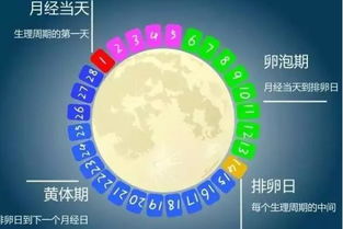 哪些是月经期？