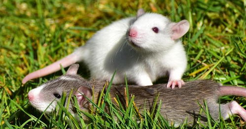 属鼠的宝宝出生在哪个月份最吉祥，送什么礼物能表达最美好的祝福呢？