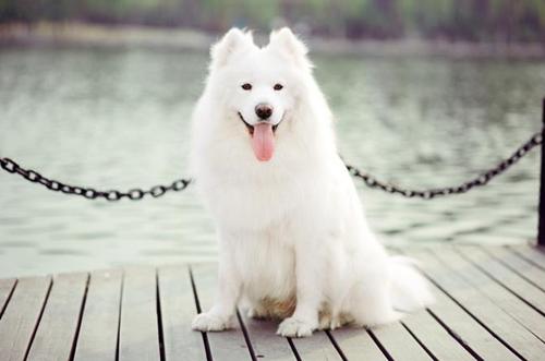 萨摩耶犬：从雪地精灵到你家客厅的毛绒玩具