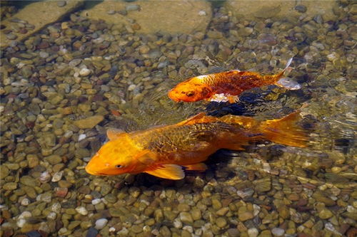 梦见众多大鲤鱼究竟预示着什么吉祥征兆呢？
