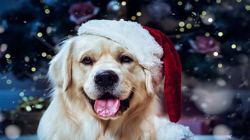 94年属狗整体运势如何，财运状况具体意味着什么？