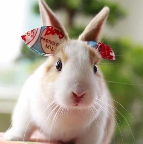 八字配对男鸡女兔大六岁，这样的婚姻组合是否合适？