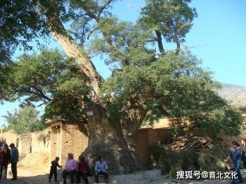 风水门前种榆树有什么讲究吗？