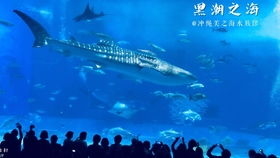 海豚表演晒成咸鱼干