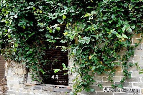 阴阳五行与植物属性