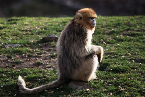 2026年属猴的人穿什么颜色衣服最吉利？