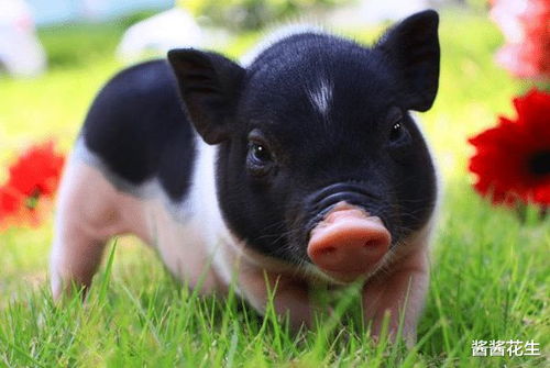 一、  属猪之人性格剖析：诚实守信与良好人脉之构建