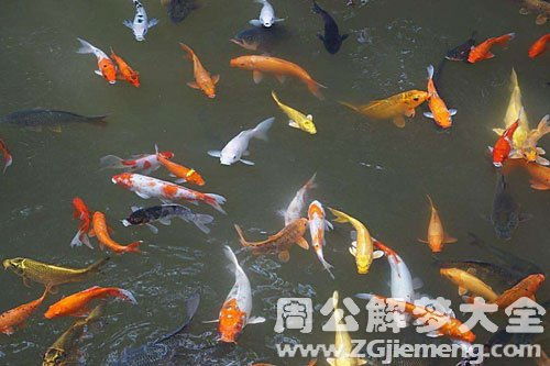 梦见在水里逮鱼者阝是大鱼，这难道不是预示着好运连连吗？