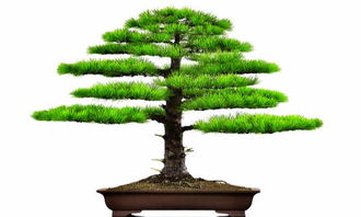 银柳在风水上属于阴性植物吗？