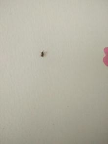 我为什么会梦到身上有好多虫子在爬呢？