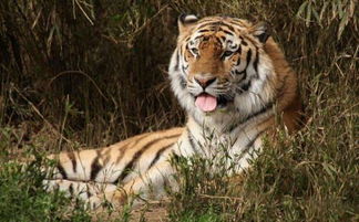 女命属虎八字命弱，属虎的女人改命后是什么命呢？