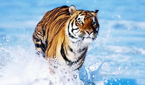 南京：伯乐之城