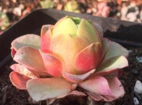 七夕送多肉，如何抱得美人归？这三种颜值高寓意好，既好堪又好养的多肉植物推荐？