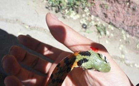 梦见右手食指被蛇咬断，这究竟是什么预兆？